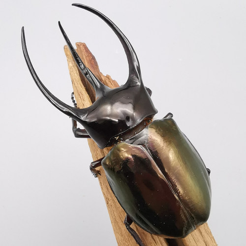 活体南洋大兜虫超大霸气甲虫宠物