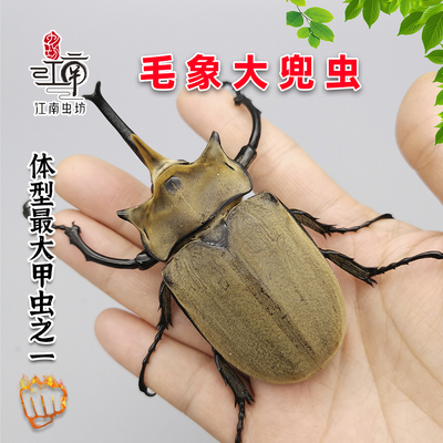毛象大兜虫幼虫活体甲虫昆虫宠物