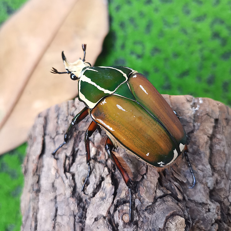 乌干达花金龟成虫幼虫颜色多变宠物甲虫易养爬宠科普炫彩活体昆虫