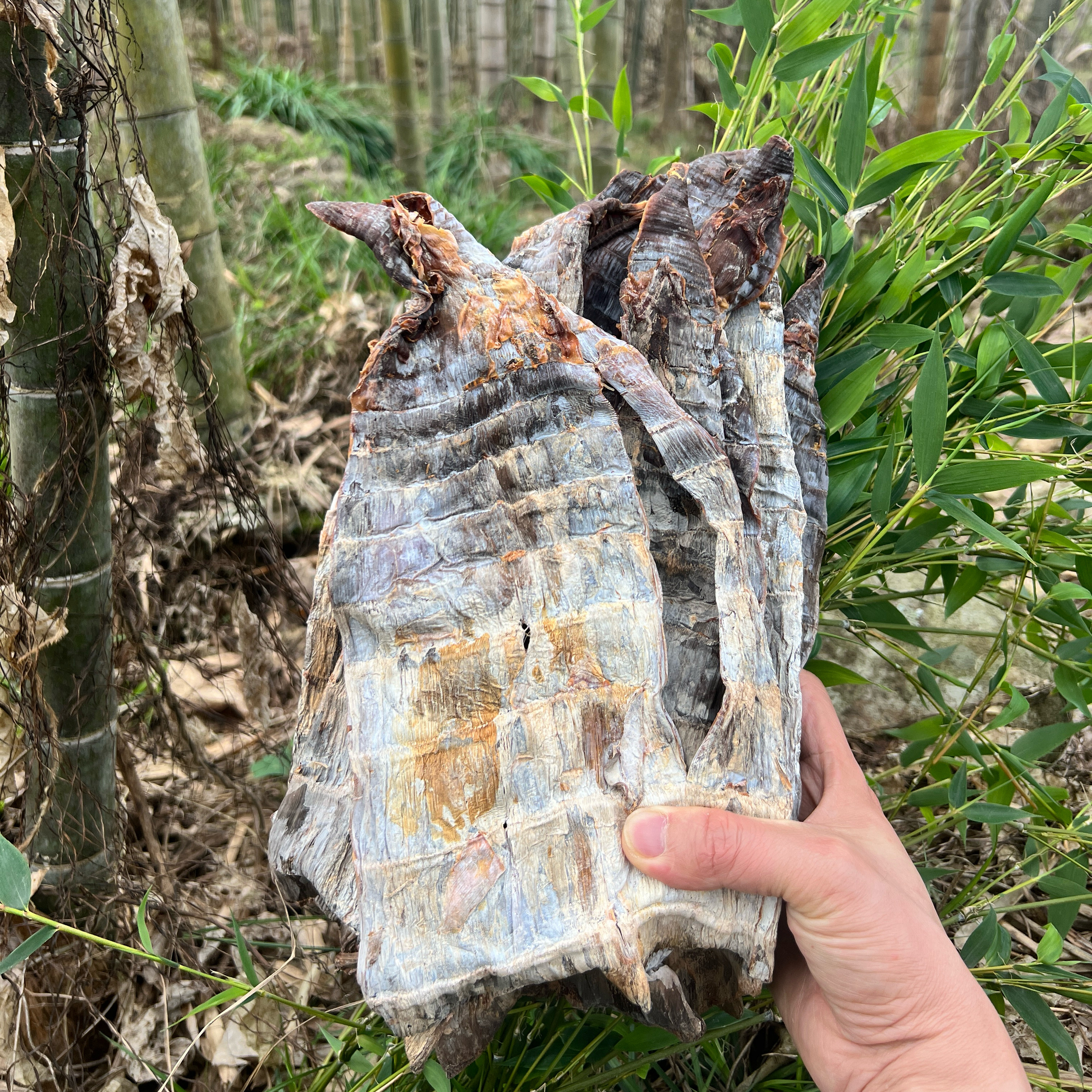 武夷山特产干货笋干上梅高山黑笋干春笋干 农家自制烘烤野生竹笋