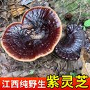 野生灵芝干货 江西九连山正宗野生紫灵芝特级整枝正品 老农采摘
