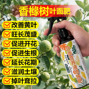 香橼树专用肥料土营养液开花肥结果保果小苗旺长增产增收叶面肥料