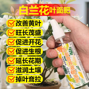 白兰花专用肥玉兰花肥料黄角兰营养液白玉兰花肥树苗开花盆栽控释