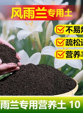 风雨兰种球种植爆花盆栽植物兰花叶子发黄倒伏锈斑干枯营养土家用