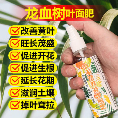 龙血树专用肥料树苗营养液腐烂发软干瘪叶尖焦黄干枯黑斑叶面肥料