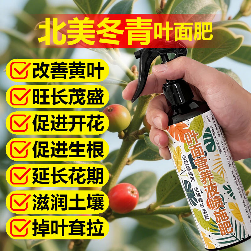 冬青树专用肥北美冬青营养液肥料冻青营养液四季喷叶铁冬青有机肥