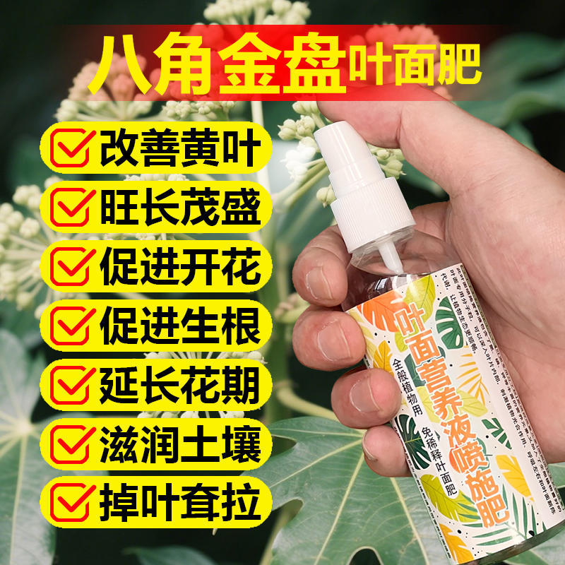 八角金盘专用肥料绿植物树苗营养液叶子黄焦枯萎黑斑卷曲叶面肥料
