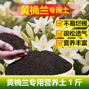 黄桷兰专用土料养殖黄桷兰花大树苗白兰花肥专用土营养土种植家用