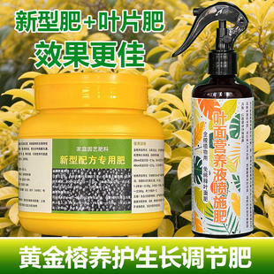 黄金榕专用肥料老桩盆栽绿植黄金榕树苗橡皮树营养液室内花卉肥料