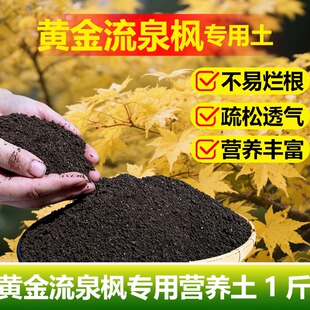 黄金流泉枫树专用土料盆栽绿植营养土室内植物七本枫树枫叶树家用