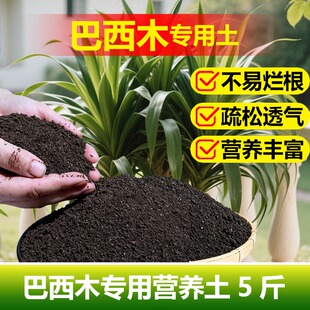 巴西木专用土料盆栽土培水培营养土叶子卷曲软塌焦黄桔萎种植家用