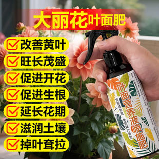 大丽花专用肥料养殖种球根地瓜花苗小丽菊花肥种植营养液叶面肥料
