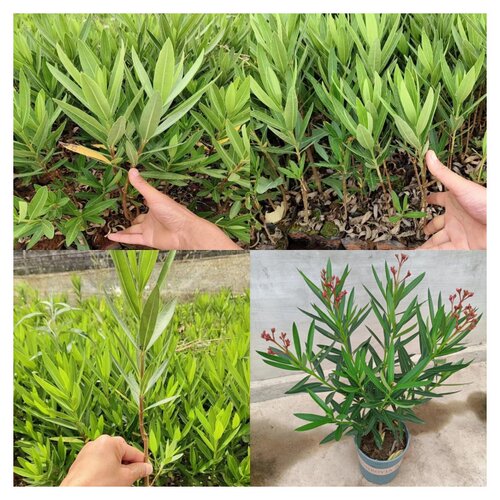 夹竹桃庭院盆绿植地栽柳叶桃绿篱