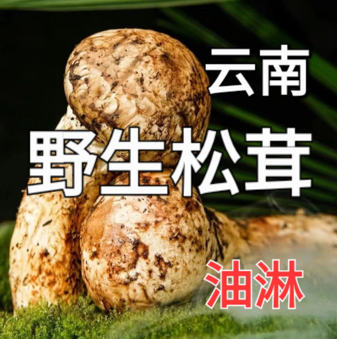 云南野生菌 油淋 野生松茸 新新鲜松茸/菌菇