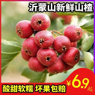 沂蒙山新鲜山楂果山里红果子大金星大五棱棉球歪把红水果生山楂