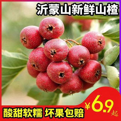 沂蒙山新鲜山楂果水果