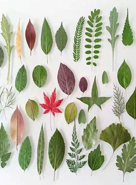 植物标本多种树叶合集幼儿园手工植物书签树叶Diy贴画材料包装饰