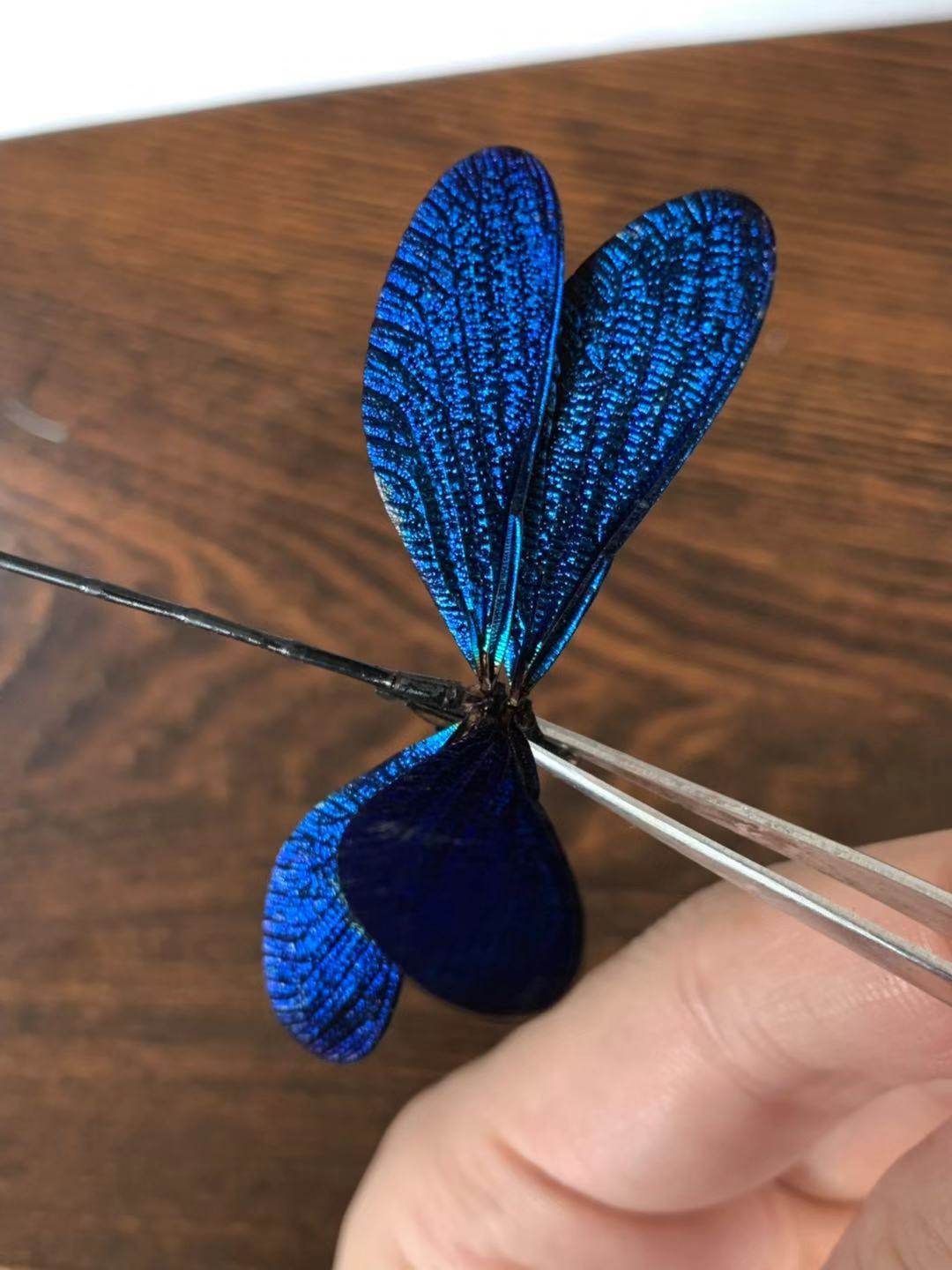 色蟌标本 稀有豆娘蜻蜓标本 蝴蝶甲虫昆虫蜻蜓饰品配件