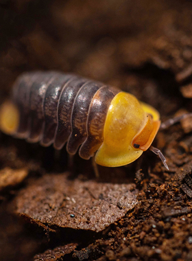 泰国鸭仔鼠妇Cubaris sp. Rubber Ducky高端鼠妇潮虫一组10只亚成