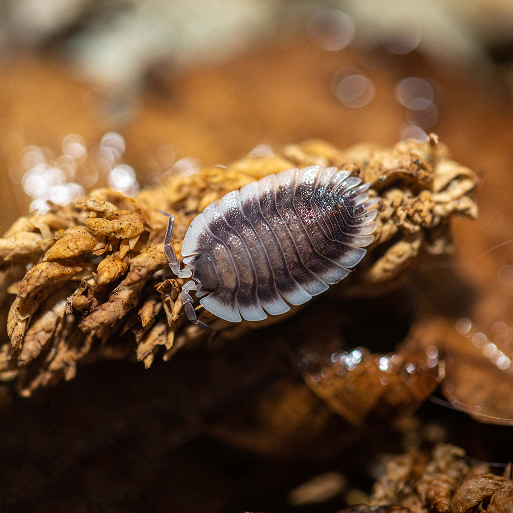 爱琴海鼠妇宽型鼠妇 Porcellio Werneri一组/半组西瓜虫潮虫宠物