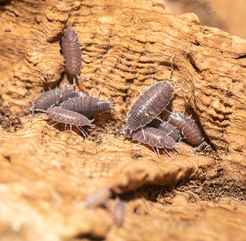 鼠妇西瓜虫爬魂爬宠节肢类宠物