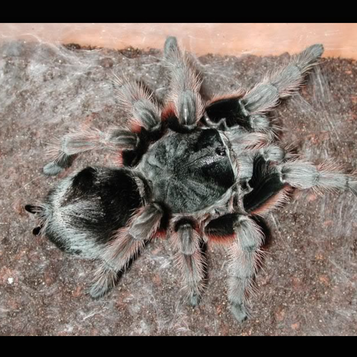 鹏巴斯茶红（红毛巴西黑）成体母