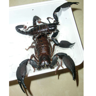 迈索尔雨林蝎 迈索尔异蝎 4L mysorensis TS爬魂