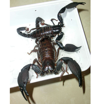 迈索尔雨林蝎TS爬魂迈索尔异蝎