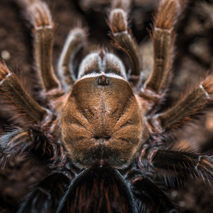 back 墨西哥黑钻aph属蜘蛛Aphonopelma diamond TS爬魂 5L幼体