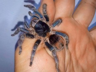 安提库纳蓝腿火环 Antikuna sp 2021年新属捕鸟蛛 TS爬魂