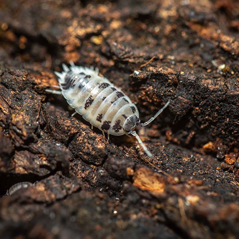奶牛光滑porcellio laevis dairy鼠妇潮虫西瓜虫宠物一组10个