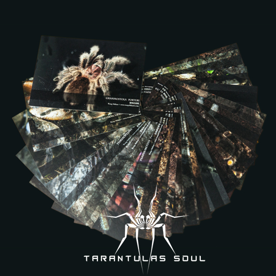 明信片-Tarantulas Soul Postcard II（21种/套）TS爬魂