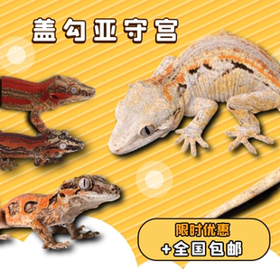 盖勾亚守宫R属守宫魔物睫角守宫主岛巨人守宫活体懒人宠物爬宠