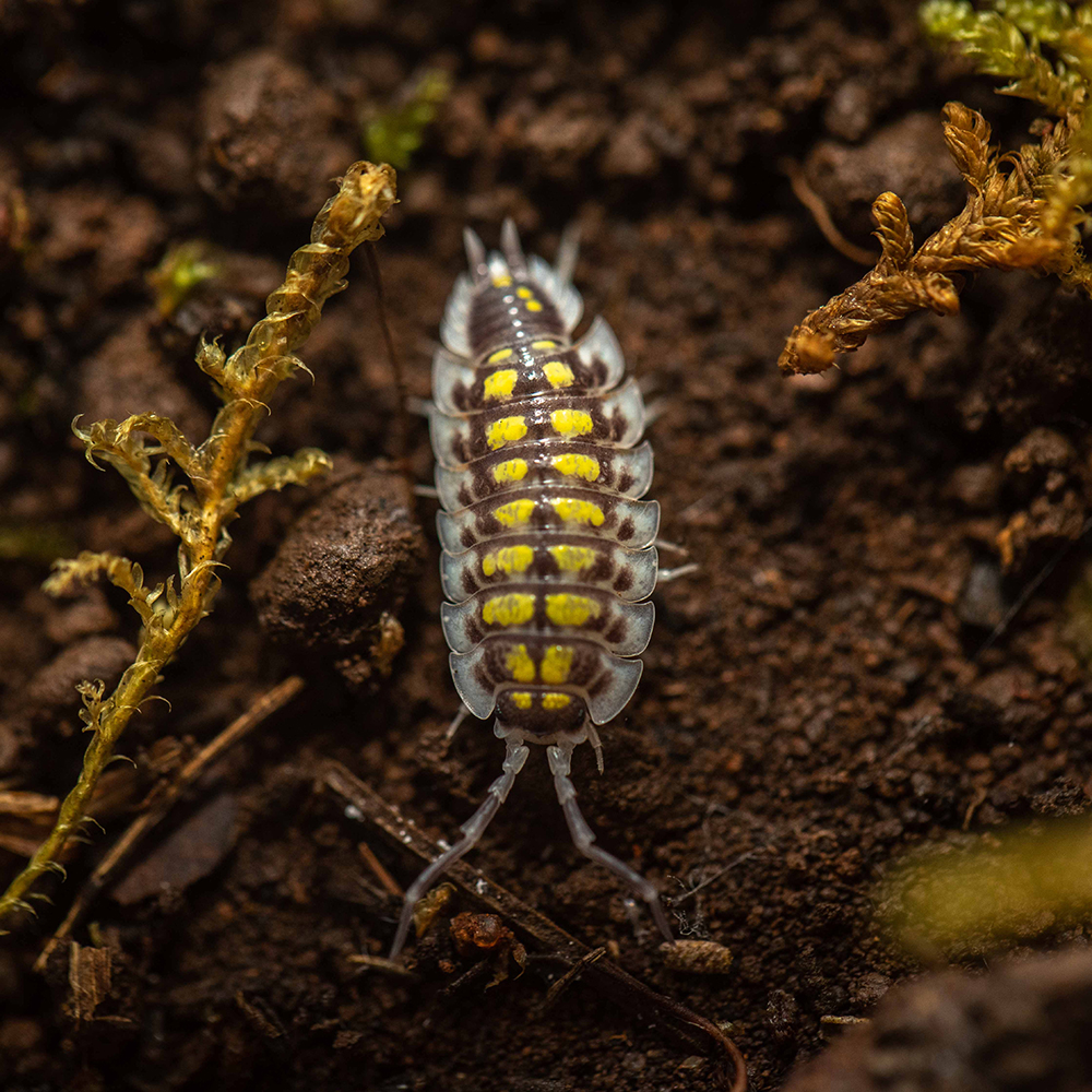 黄带西瓜虫体型大宠物鼠妇