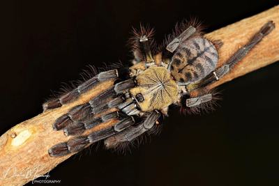 ts爬魂宠物蜘蛛捕鸟蛛阿卡娅