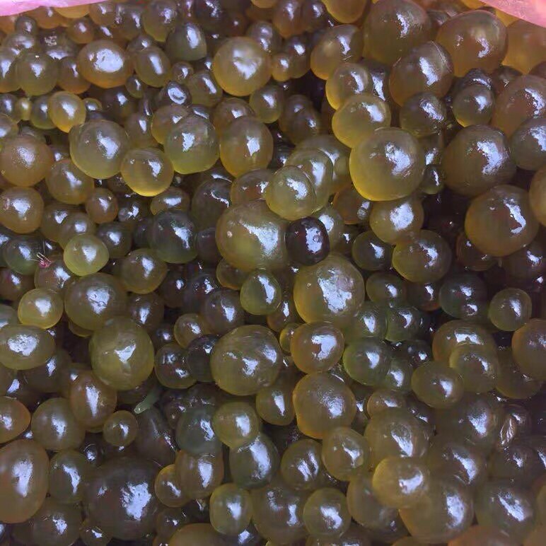 恩施野生葛仙米干鲜货湖北省鹤峰走马土特产精选小吃新品直销50g