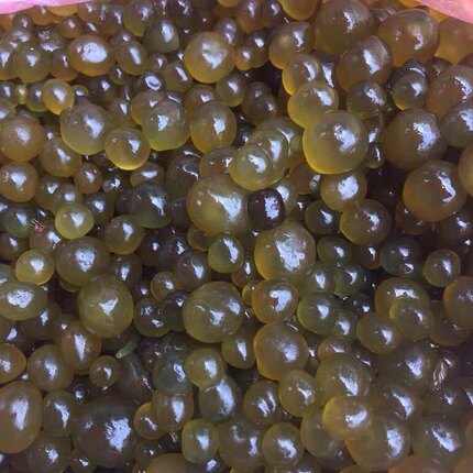 恩施野生葛仙米干鲜货湖北省鹤峰走马土特产精选小吃新品直销50g