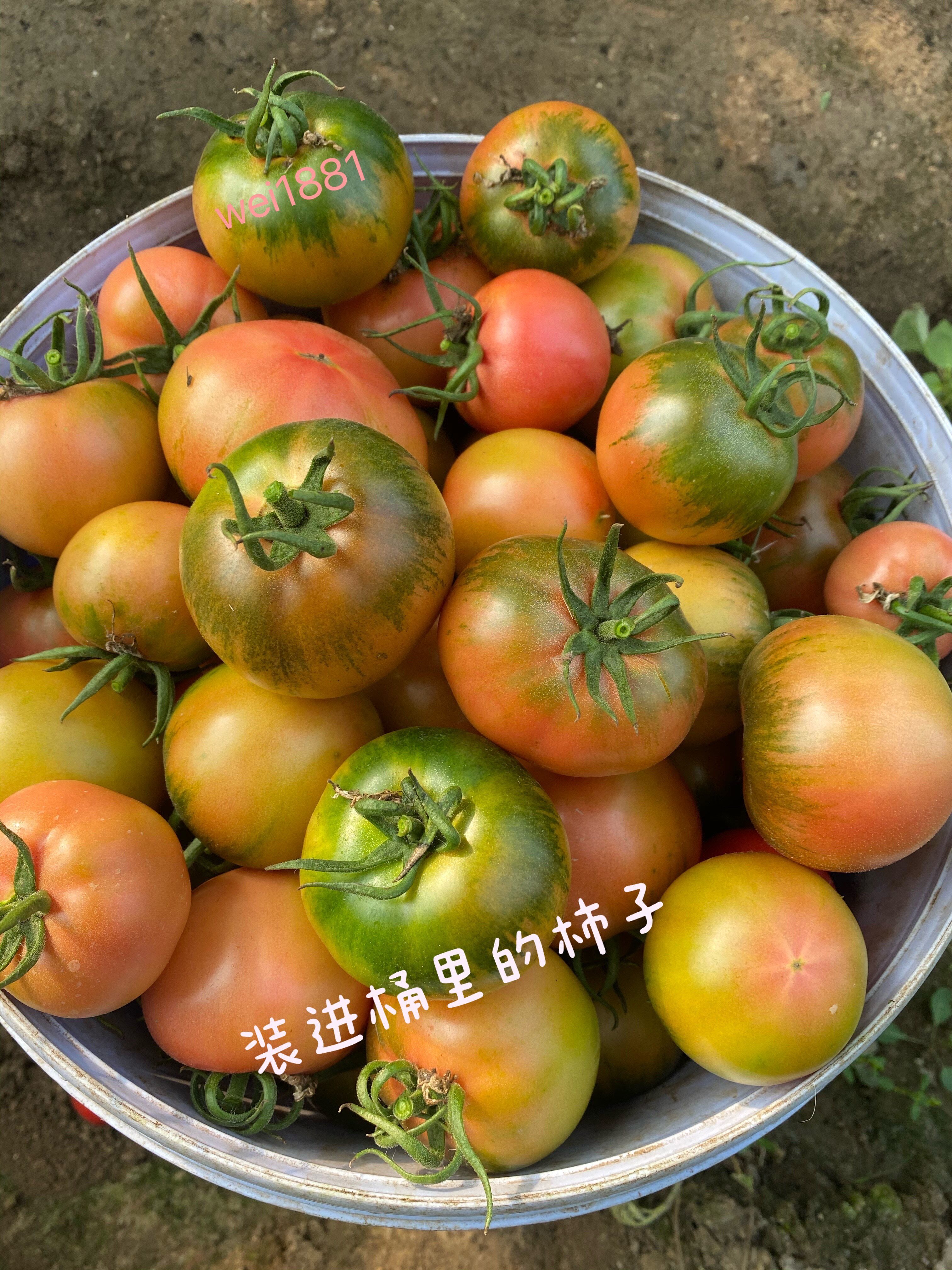 正宗欢坨水果西红柿 一线原产地种植新鲜自然成熟5斤装铁皮盐碱地