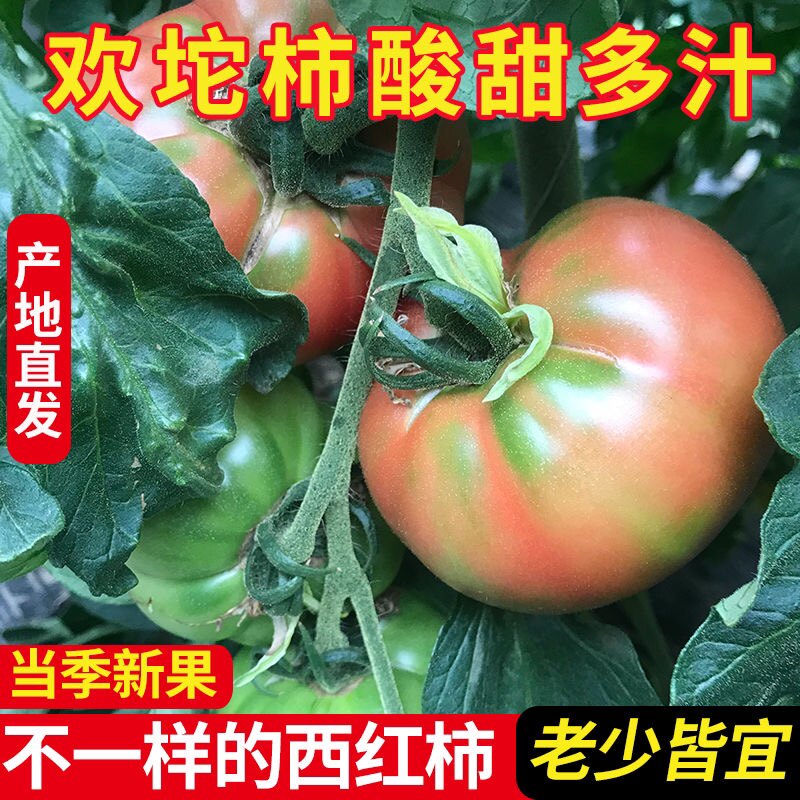 正宗欢坨一线西红柿,新鲜水果