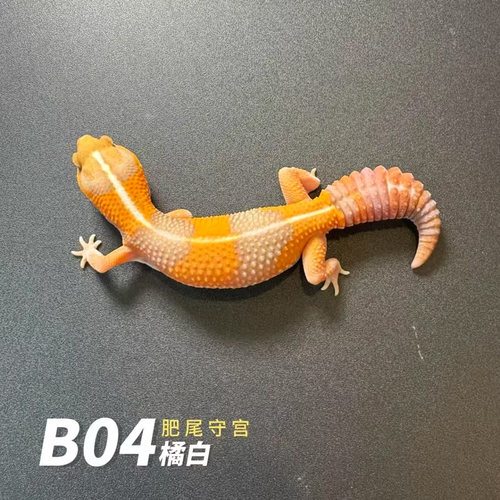 肥尾守宫新手入门网红爬宠