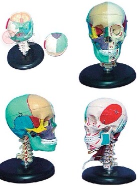 168cm成人头骨左半边肌肉着色右半边骨性色分模型A11111/3