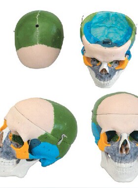 成人头颅骨骨性着色模型A11111/1