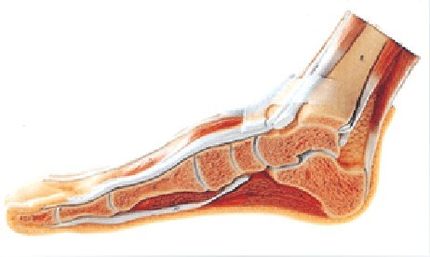 足正中矢状切面模型A11312