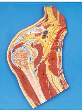 肩关节剖面模型A11202