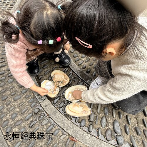 包邮鲜活淡水多珠蚌孩子体验开蚌