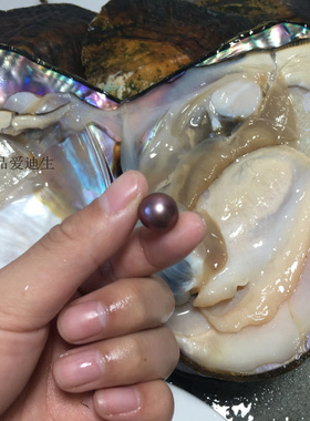山下湖紫色爱迪生淡水珍珠蚌单珠蚌开蚌鲜货包邮邮寄自己开