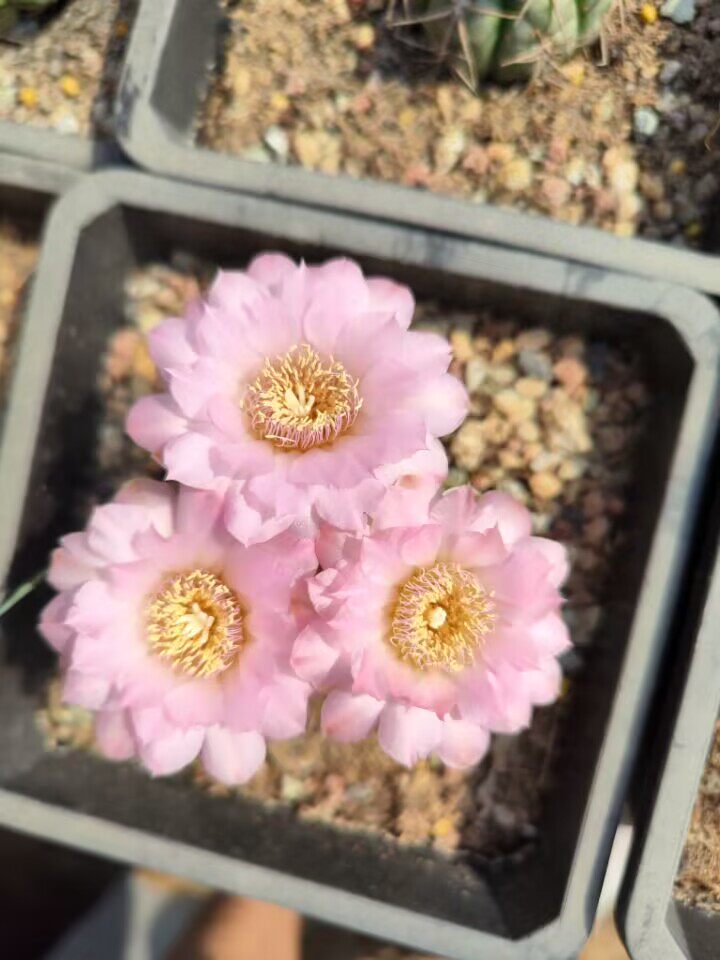 仙人球美花海王丸杂交混合种子(看详情页下单)