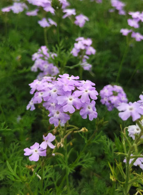 细叶美女樱盆栽苗 黄金细叶美女樱多年生耐寒耐热爆盆花卉盆栽