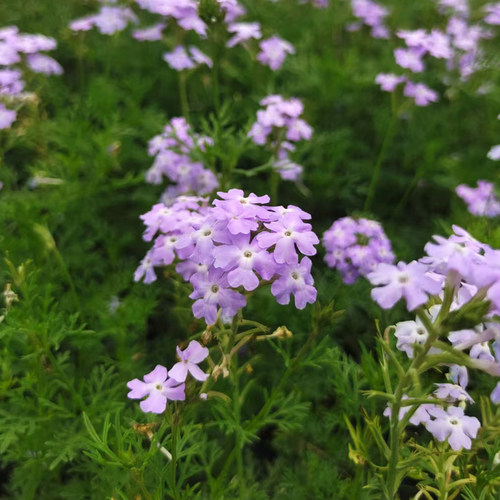 细叶美女樱盆栽阳台庭院耐寒丰花