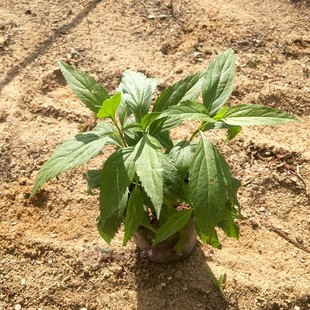 清明 端午节 北方佩兰 儿时 记忆 绿植盆栽可入药 伤力草苗